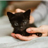 واگذاری رایگان گربه نژاد دی اس اچ