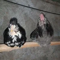 مرغ و خروس گلین فول|حیوانات مزرعه|نیریز, |دیوار