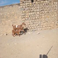 بزوبزغاله خارجی بدون شاخ|حیوانات مزرعه|بیرانوند, |دیوار