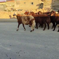 بره نر|حیوانات مزرعه|سیمین شهر, |دیوار