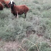 بره
