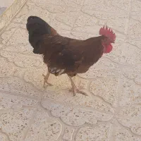 فروش دو عدد خروس  ۹ماهه