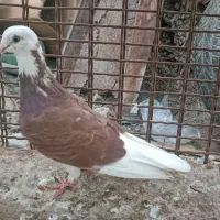 کفتر|پرنده|میناب, |دیوار