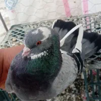 کبوتر