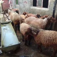 گوسفند نر باب داشت و پروار|حیوانات مزرعه|بیلوار, |دیوار