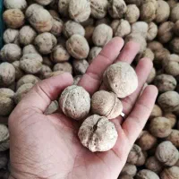 گردوی  روغنی