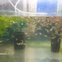 فروش انواع ماهی گوپی مولی پلاتی سوراتل|ماهی|آستانه اشرفیه, |دیوار