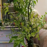 درختچه های چند ساله