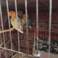 جوجه طوطی برزیلی