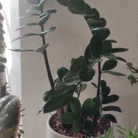 گلهای زیبا برای روز مادر که ماندنی باشه|گل و گیاه طبیعی|شاهینشهر, فدک|دیوار