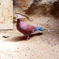 پرنده بسیار خاص و با کیفیت