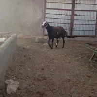 بره قوچی درجه۱ لخت آینده دار