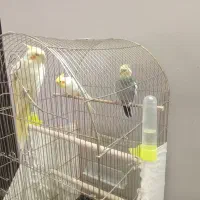 فروش عروس هلندی استثنایی