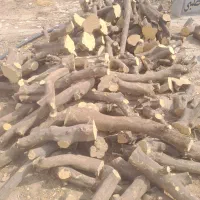 هرس درخت قطع درخت های باغی خریدار چوب مرکبات و...|خدمات باغبانی و درختکاری|فسا, |دیوار