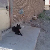 سگ ژرمن بلک|سگ|قرچک, صالح آباد|دیوار