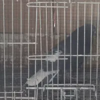 کفتر گمشده زاغ