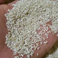 نیم دانه درجه یک طارم