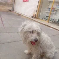 واگذاری سگ|سگ|کرج, باغستان|دیوار