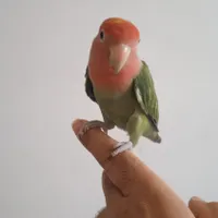 طوطی برزیلی صورت هلویی با قفس نو