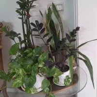 گلدونهای سالم وسر حال وگلدونهای سرامکی