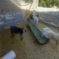 بز خوب|حیوانات مزرعه|رامهرمز, |دیوار