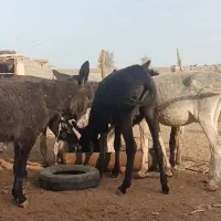 آخور.خر گله|حیوانات مزرعه|رفسنجان, |دیوار