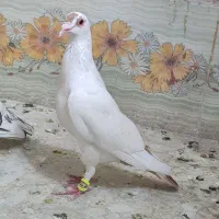 گم کردم دیشب ابناروجلتم بودن به قیمت بالا میخوام