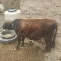 گاو
