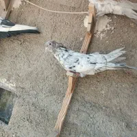 سرور بهبونی|پرنده|شیراز, سیاه سنگ|دیوار