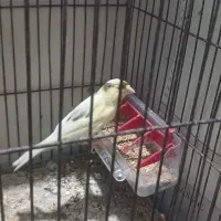 قناری|پرنده|رشت, دروازه لاکان|دیوار