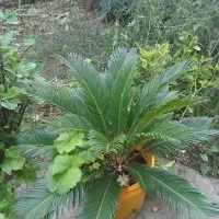 گل سیکاس