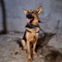 سگ ژرمن 10 ماهه ماده شناسنامه دار|سگ|بم, |دیوار