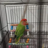 دو عدد عروس و یک عدد برزیلی
