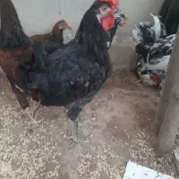 خروس|حیوانات مزرعه|جم, |دیوار