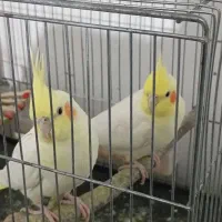 عروس هلندی (برزیلی سرلاک)