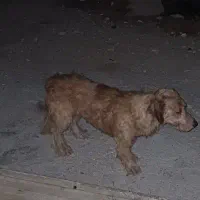 سگ پیدا شده