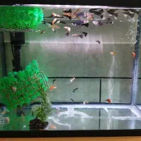 آکواریوم شیشه خم شرکتی مدل دلسابه همراه ماهی گوپی