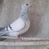 کبوتر نر