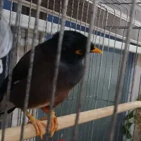 مرغ مینا سخن گو