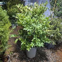 گیاهان همیشه سبز|خدمات باغبانی و درختکاری|فولادشهر, C4|دیوار