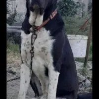 سگ نر افغان خراسانی