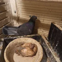 کبوتر چشم تلسکوپی|پرنده|تهران, مشیریه|دیوار