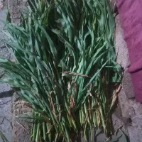 علوفه