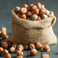 پیشفروش نهال فندق بارسلونا