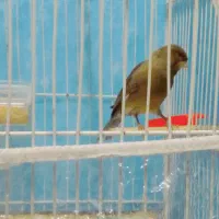 قناری مستخون شلاقی فنچ طوطی مرغ عشق عروس میناسهره|پرنده|مشهد, ایوان|دیوار