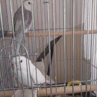 عروس هلندی|پرنده|شاهین‌شهر, شهرک میلاد|دیوار