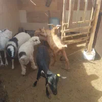 فروش بز مورسیا اصل غوریت سانان|حیوانات مزرعه|اردکان, |دیوار