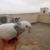 کبوتر کله سار هفت رنگ