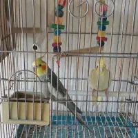 عروس هلندی و کوتوله برزیلی نر و ماده