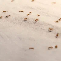 سمپاشی تخصصی منزل سم پاشی تضمینی سوسک کنه مورچه|خدمات نظافت|شیراز, زرهی|دیوار